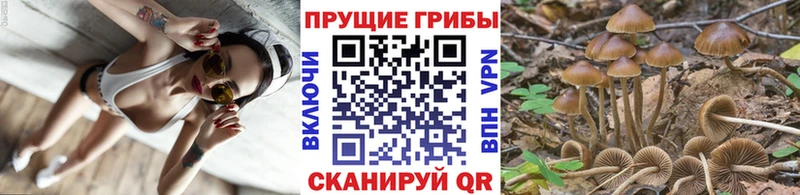 blacksprut ссылки  Егорьевск  Галлюциногенные грибы GOLDEN TEACHER  наркотики 